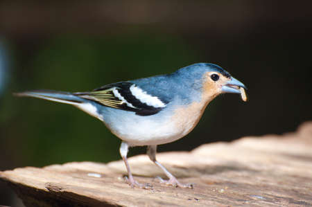 A Finch bird eating the forest 
