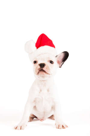 French bulldog puppy with santa hat on white backgroundの写真素材