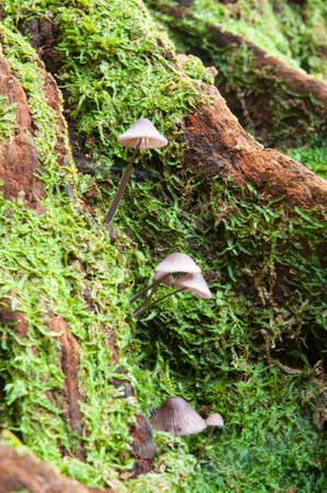 Many mushrooms on a tree old trunkの写真素材