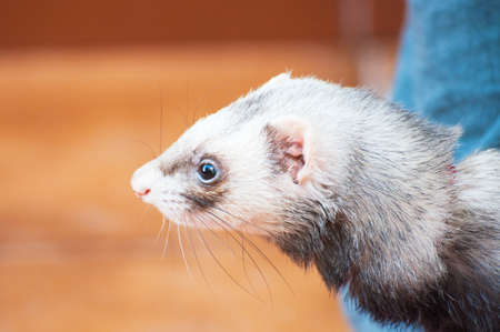 Docile ferret as a pet watching intently around
