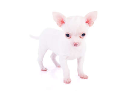 Chihuahua puppy on white background with shadowsの写真素材