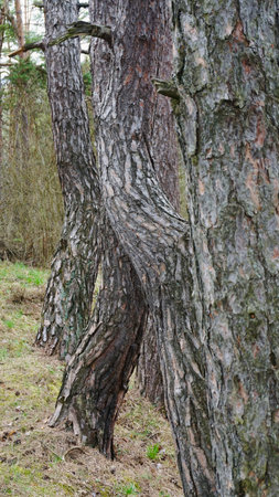 Pine tree trunks in the forest, closeup of photoの写真素材