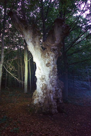 Old tree in the forest at night. The trees are illuminated by the setting sun.