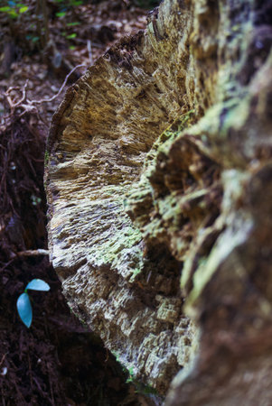 Close up of a tree stump in the forest. Selective focus. Slovensky Raj Piecky Hiking Slovakiaの写真素材