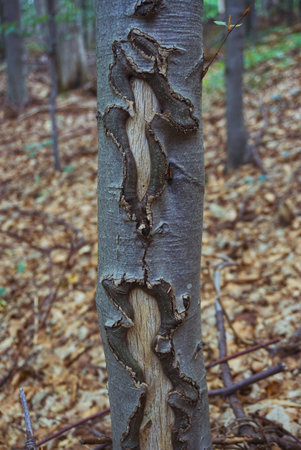 Dry tree trunks in the autumn forest close-up.
Slovensky Raj Piecky Hiking Slovakia