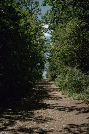 a forest trail with a dirt road with different trees and bushes in summer in budapest