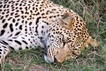 Leopard (Panthera pardus) portrait. Serengeti National Park. Tanzaniaの写真素材