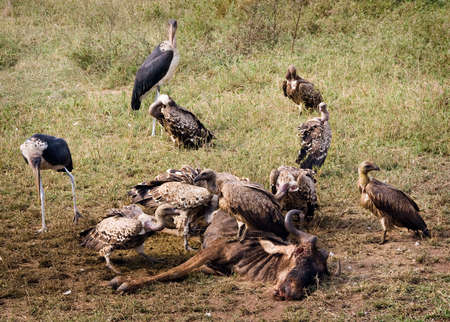 a flock of vultures fights over a fresh kill in Ngorogoro crater, in Tanzania, Africa.の写真素材