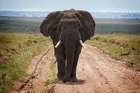 adult african elephants in savannah, Serengeti, Tanzania