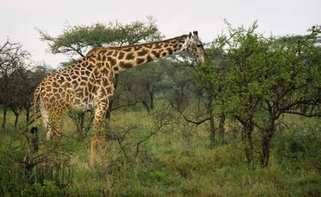 Beautiful landscape with tree and giraffe in Africa. Tanzania.の写真素材