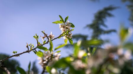 Almond blossom branch in spring on blue sky in the park of Quinta de los Molinos, Madrid, Spain. Spring concept.の写真素材