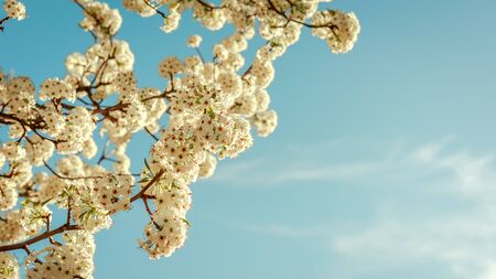 Beautiful tree with white flowers in the form of a ball in the park Juan Carlos I in Madrid on a sunny spring day with a turquoise sky in the background. Concept flowers in spring.の写真素材