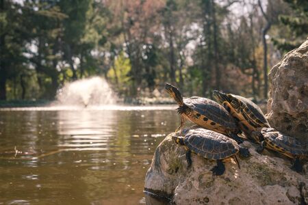 Four turtles on a rock sleeping in a pond in the park of the Quinta de los Molinos in Madrid, Spain. Concept of animals.の写真素材