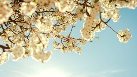 View from below of white cherry blossom, with a blue sky at sunset Concept flowers, spring.の写真素材