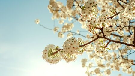 Close up view of white ball shaped flowers at sunset in the Juan Carlos I park in Madrid. Concept flowers in spring.の写真素材