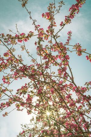 View from below of cherry blossom branches with a turquoise blue sky in the background. Spring concept.の写真素材