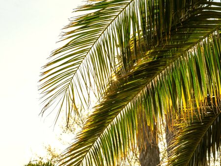 Large palm leaves on a sunny day against the light. Concept of summer.の写真素材