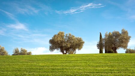 Sunny day in the Juan Carlos I Park in Madrid, with blue sky. Vacation concept.の写真素材