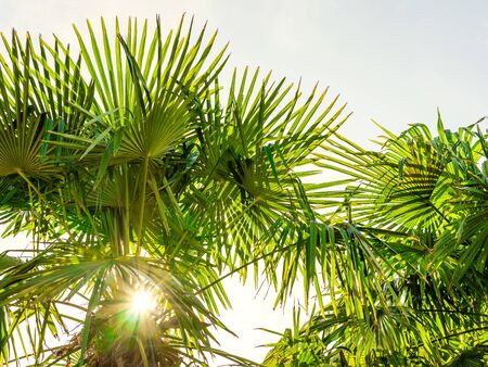 Palms with sunlight passing through the leaves, in the shape of a star on a sunny day. White background. Summer concept.の写真素材