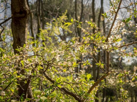 Tree with small white flowers illuminated by the light of midday sun, in the park of the Quinta de los Molinos, Madrid, Spain. Spring concept.の写真素材