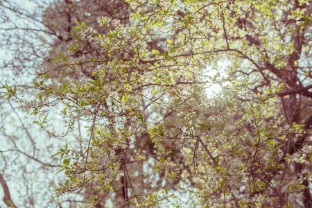 Tree with small white flowers photographed against the light. Spring background. Spring concept.の写真素材