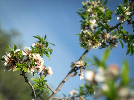 Almond tree in flower in the park of Quinta de los Molinos, Madrid, Spain. Image with green tones. Spring concept.の写真素材
