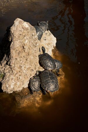 Turtles climbing the rocks in the pond of the Quinta de los Molinos in Madrid, Spain. Concept of animals. Vertical image.の写真素材