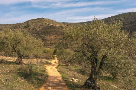 On the way to Las CÃ¡rcavas in Madrid, Spain, with olive trees around. Nature concept.の写真素材