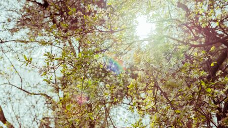 View from below of the branches of a tree with white flowers in backlight, with reflections from the sun. Concept of spring.の写真素材