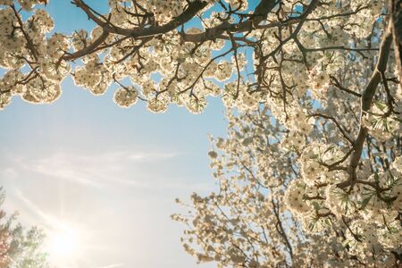Flowering tree with white ball-shaped flowers against a background of blue sky at sunset and the reflection of the sun in the lower left park. Space to the left of the image. Concept flowers in spring.の写真素材