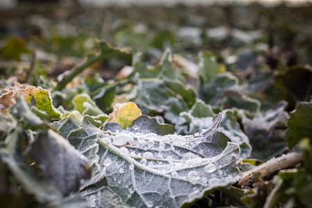Closeup of leaf of wild cabbage (Brassica oleracea) covered with frozen morning dew water droplets on a field in winter, countryside of Bohemian Switzerland, Czech Republicの写真素材