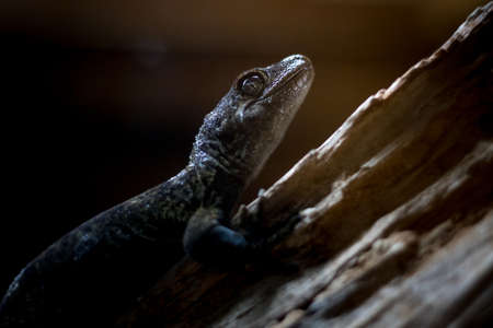 Closeup of gecko native to New Zealand, taken in captivity. Beautiful eyeの写真素材