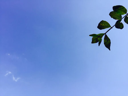 Green leaves on blue sky background. Green leaves on blue sky background.の写真素材