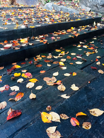 Fallen leaves on the steps in the park. Autumn season.の写真素材
