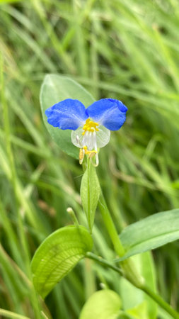 Close-up of a blue flower in the meadow on a sunny dayの写真素材