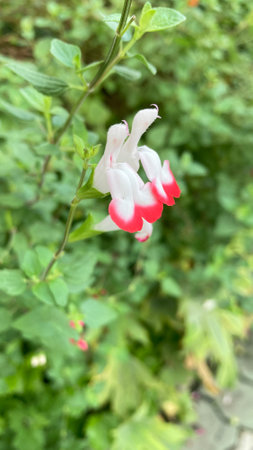 Salvia pratensis flower in the garden. (Salvia pratensis)の写真素材