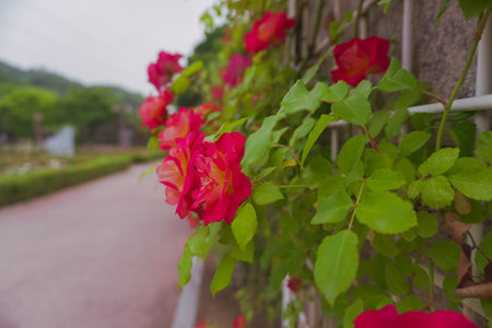 Roses in the garden, Roses are beautiful with a beautiful sunny day.の写真素材