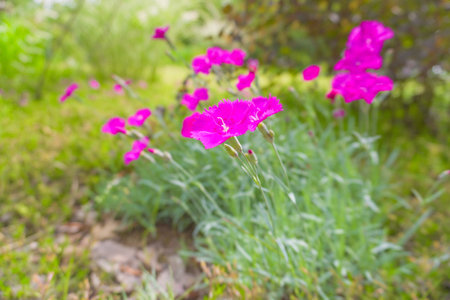 Pink carnation flowers blooming in the garden on a sunny dayの写真素材