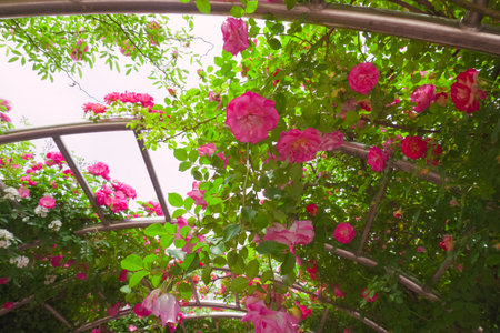Pink roses in the garden at summer time. Nature background with copy space.の写真素材