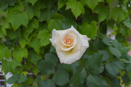 White rose with green leaves in the garden. Shallow depth of field.の写真素材
