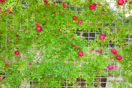Red rose bush with green leaves in the garden on summer day.の写真素材