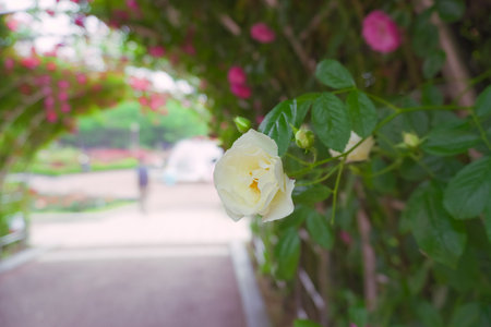 White rose flower in the garden with blurred background and copy space.の写真素材