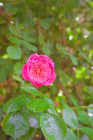 Pink rose in the garden with green leaves background, selective focus.の写真素材