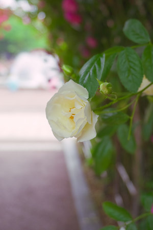 White rose in the garden, soft focus, selective focus, vintage toneの写真素材