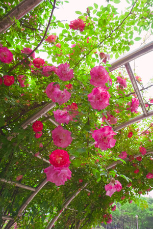 Beautiful roses blooming in the garden in summer. Nature backgroundの写真素材
