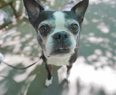 Cute Boston Terrier dog looking at the camera. Selective focus.の写真素材