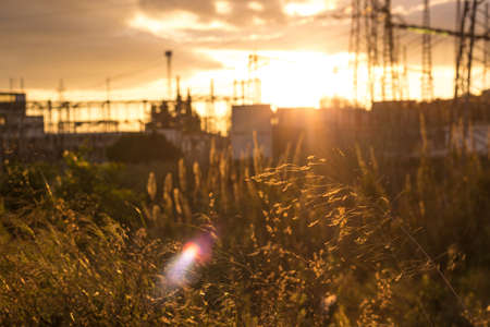 Plants at sunset