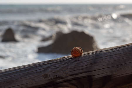 A shell in a fence