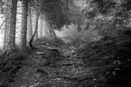 Foggy day in Norway, Volda. Black and white for this mysty landscape.
