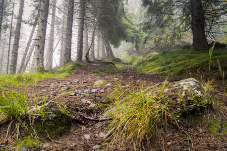 Foggy day in Norway, Volda. Black and white for this mysty landscape.の写真素材